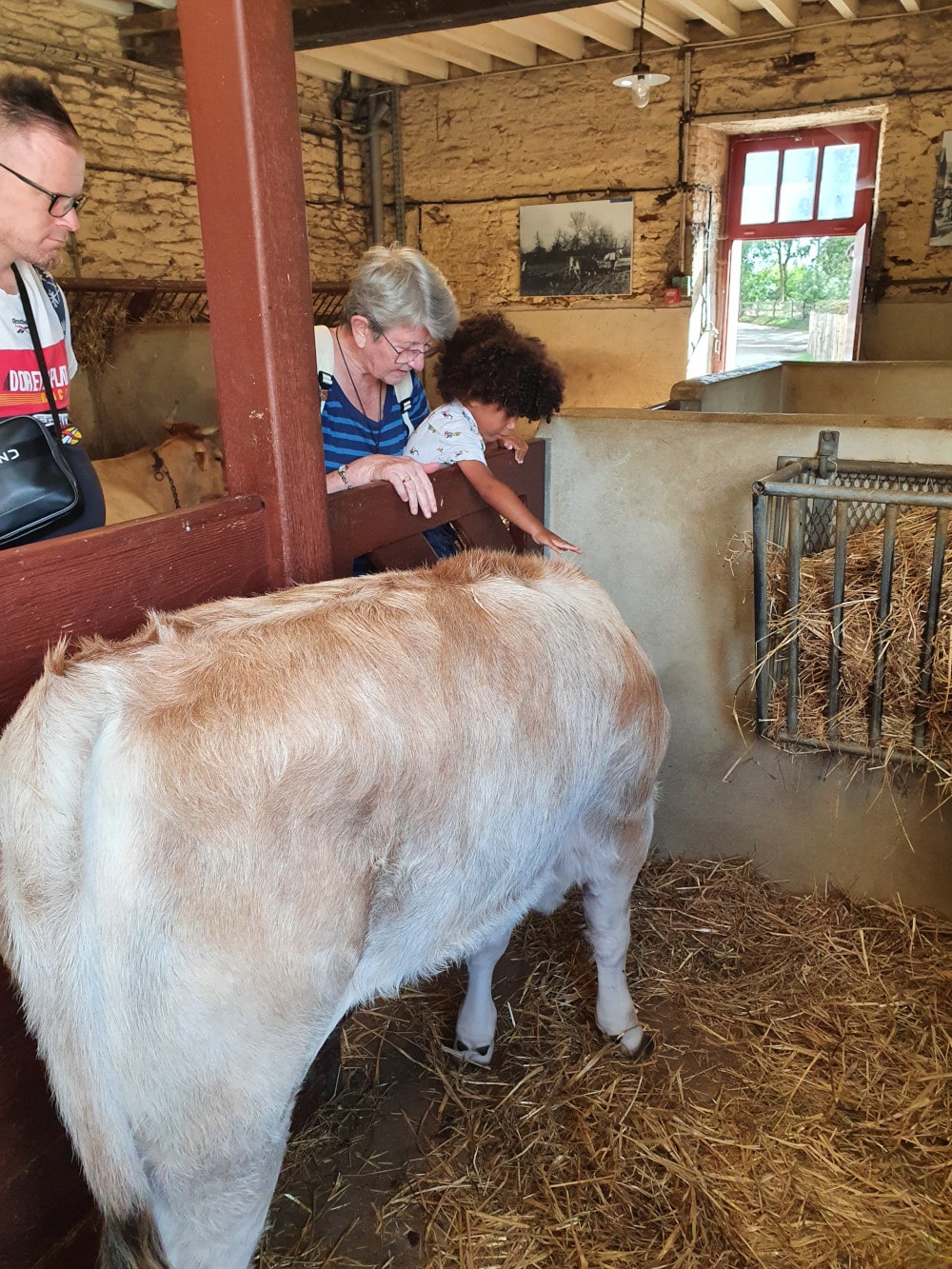 Adao caresse une vache